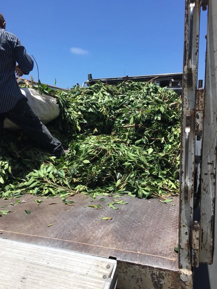 Worker loading green waste and tree trimmings into the truck bed